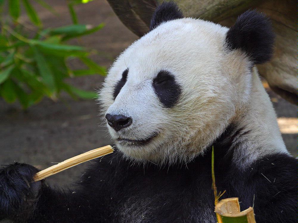 Photo of Panda