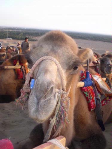 Camel